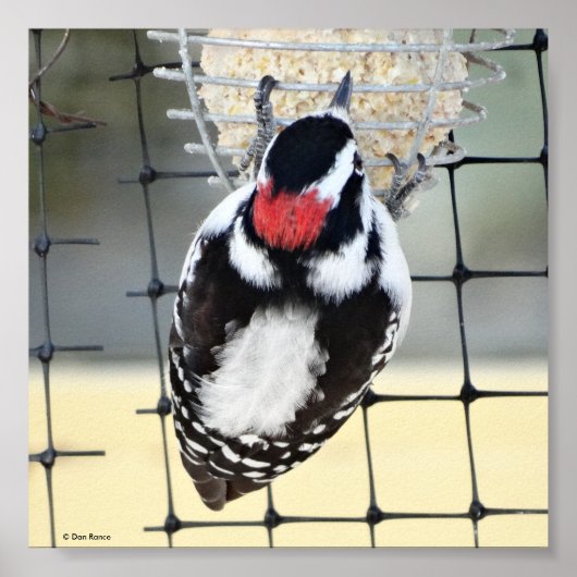 B53 Downy Woodpecker Poster (Vorne)