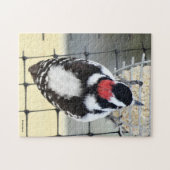 B53 Downy Woodpecker Puzzle (Horizontal)