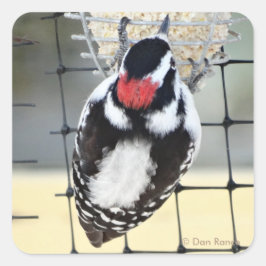 B53 Downy Woodpecker Quadratischer Aufkleber