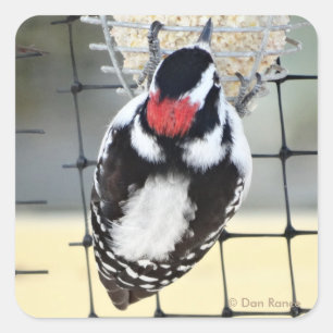 B53 Downy Woodpecker Quadratischer Aufkleber