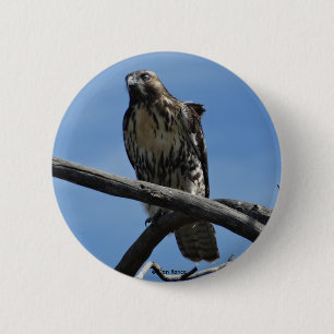 B54 Präriebussard Button