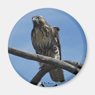 B54 Präriehühnerhabicht Magnet