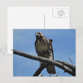 B54 Schwalbenweih Postkarte (Vorne/Hinten)