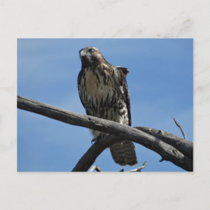 B54 Schwalbenweih Postkarte