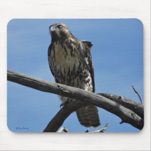 B54 Swainsons Bussard Mousepad