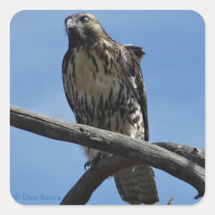 B54 Swainsons Bussard Quadratischer Aufkleber