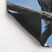 B54 Swainsons Falke Mousepad (Ecke)
