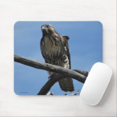 B54 Swainsons Falke Mousepad (Mit Mouse)