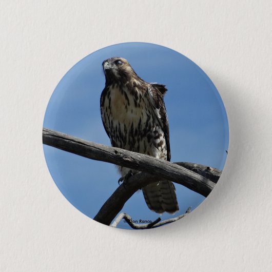 B54 Swainson's Hawk Button (Vorderseite)