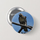 B54 Swainson's Hawk Button (Vorne & Hinten)