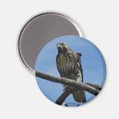 B54 Swainson's Hawk Magnet (Vorderseite/Rückseite)