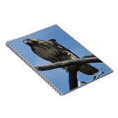 B54 Swainson's Hawk Notizblock (Rechte Seite)