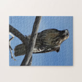 B54 Swainson's Hawk Puzzle (Horizontal)