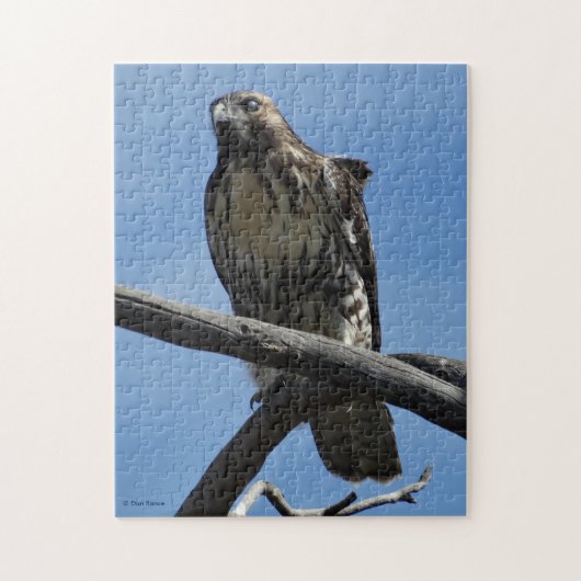 B54 Swainson's Hawk Puzzle (Vertikal)