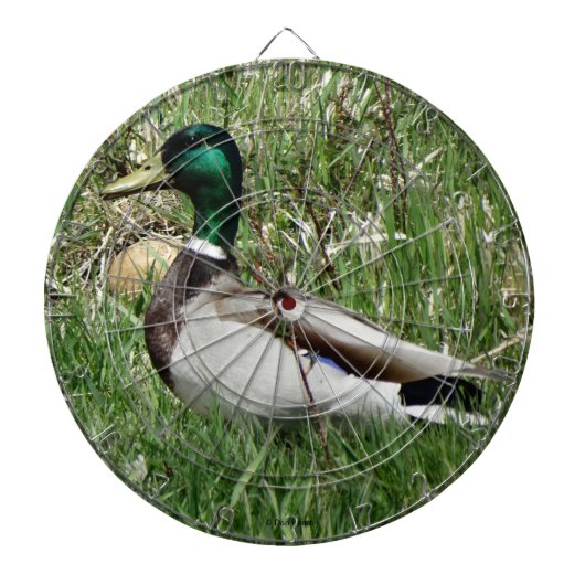 B55 Mallard Duck Drake Greenhead im Gras Dartscheibe (vorne)