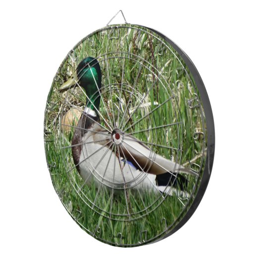 B55 Mallard Duck Drake Greenhead im Gras Dartscheibe (Vorderseite rechts)