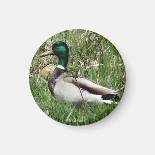 B55 Mallard Duck Drake Greenhead im Gras Magnet (Vorne)