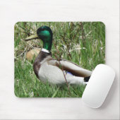 B55 Mallard Duck Drake Greenhead im Gras Mousepad (Mit Mouse)