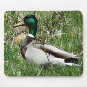 B55 Mallard Duck Drake Greenhead im Gras Mousepad