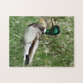 B55 Mallard Duck Drake Greenhead im Gras Puzzle (Horizontal)