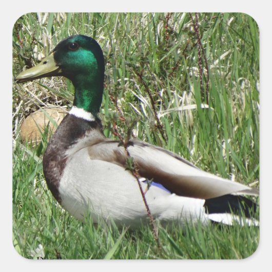 B55 Mallard Duck Drake Greenhead im Gras Quadratischer Aufkleber (Vorderseite)