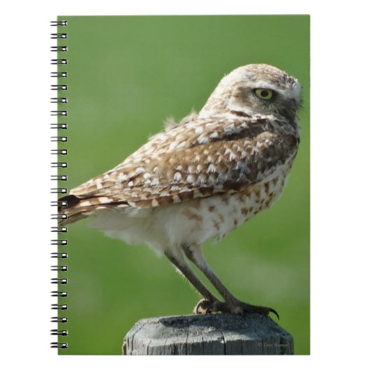 B56 Burrowing Owl Notizblock (Vorderseite)