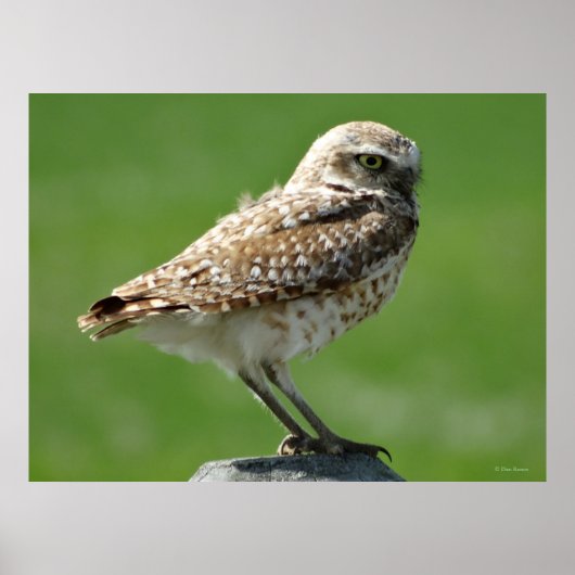 B56 Burrowing Owl Poster (Vorne)