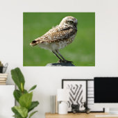 B56 Burrowing Owl Poster (Heimbüro)