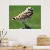 B56 Burrowing Owl Poster (Küche)