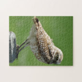 B56 Burrowing Owl Puzzle (Horizontal)