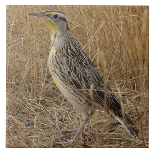 B57 Western Meadowlark Fliese (Vorderseite)