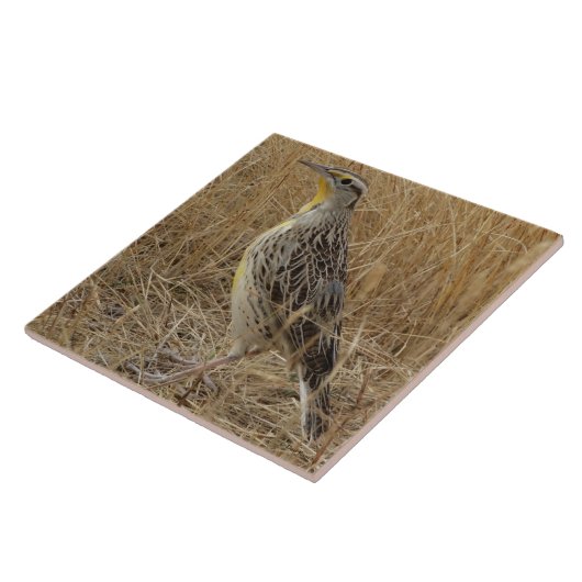 B57 Western Meadowlark Fliese (Seite)