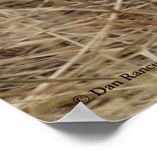 B57 Western Meadowlark Poster (Ecke)