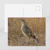 B57 Western Meadowlark Postkarte (Vorne/Hinten)