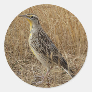 B57 Western Meadowlark Runder Aufkleber