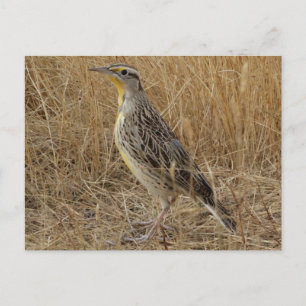B57 Wiesenstärling Postkarte