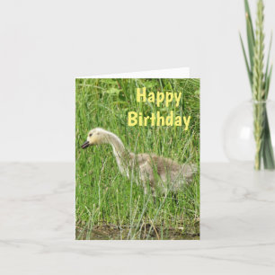 B58 Canada Goose Gosling in the Grass Feiertagskarte