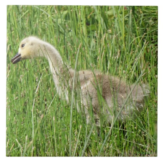 B58 Kanadas Gänsegel im Gras Fliese (Vorderseite)