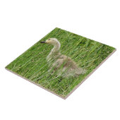 B58 Kanadas Gänsegel im Gras Fliese (Seite)