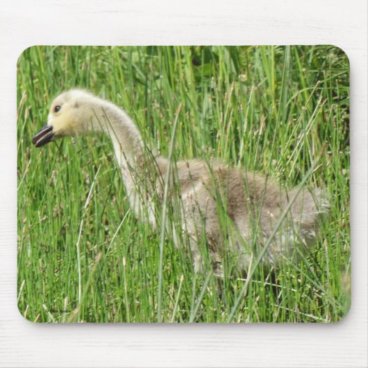 B58 Kanadas Gänsegel im Gras Mousepad (Vorne)