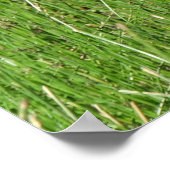 B58 Kanadas Gänsegel im Gras Poster (Ecke)