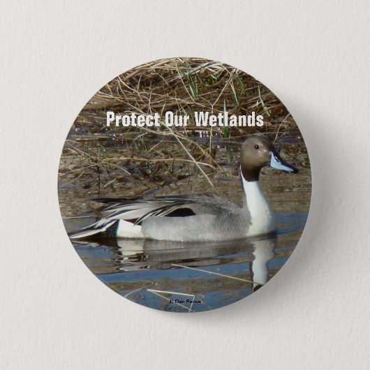B5 Pintail Duck Drake Button (Vorderseite)