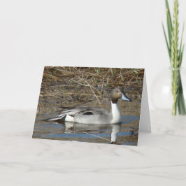 B5 Pintail Duck Drake Karte