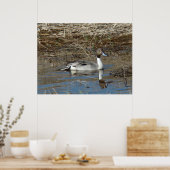 B5 Pintail Duck Drake Poster (Küche)