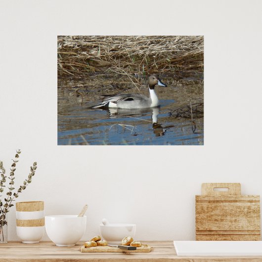 B5 Pintail Duck Drake Poster (Küche)