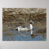 B5 Pintail Duck Drake Poster (Vorne)