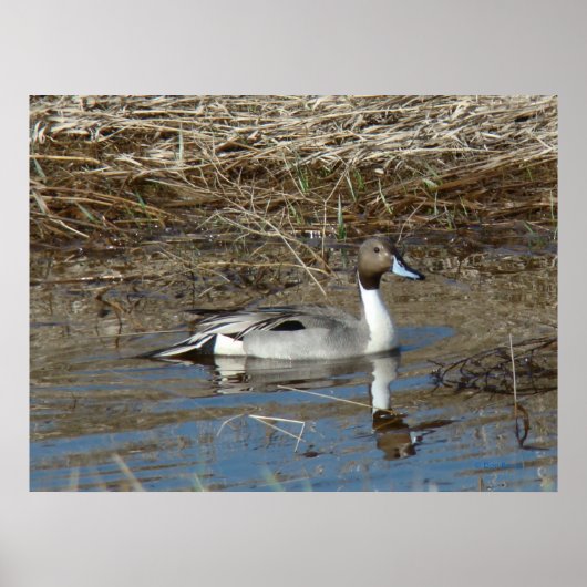 B5 Pintail Duck Drake Poster (Vorne)