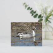 B5 Pintail Duck Drake Postkarte (Stehend Vorderseite)
