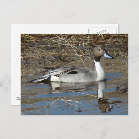 B5 Pintail Duck Drake Postkarte (Vorne/Hinten)