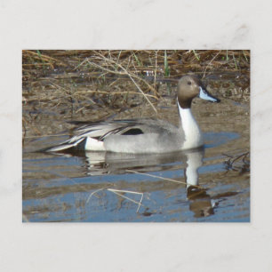 B5 Pintail Duck Drake Postkarte